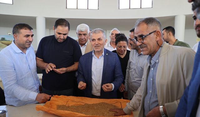 Mardin'de Yılın İlk Buğday Hasadı Yapıldı