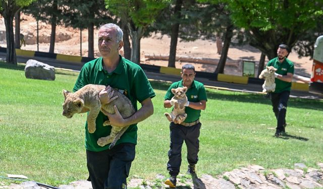 Cumhurbaşkanı Erdoğan'a hediye edilen aslanların yeni doğan 3 yavrusu tanıtıldı