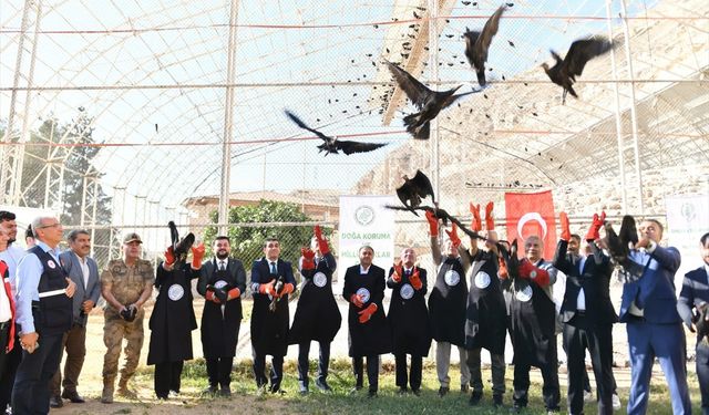 Şanlıurfa'da koruma altındaki 45 kelaynak göç etmeleri için doğaya bırakıldı