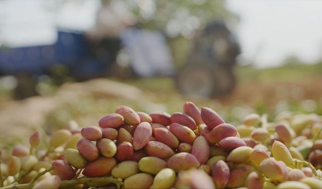 Tiryaki Agro, fıstık tesisinin kapasitesini iki katından fazla artırdı