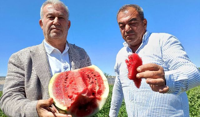 Araban'da karpuz hasadı başladı