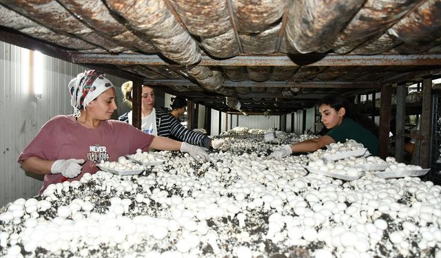 Batmanlı Girişimci Yıllık 600 Ton Mantar Üretiyor