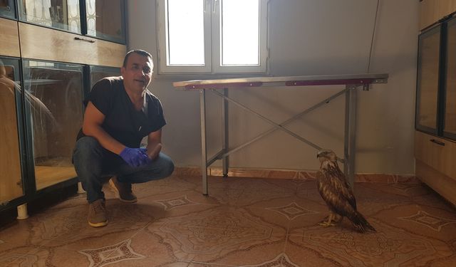 Doğada yaralı bulunan kızıl şahini veteriner sahiplendi