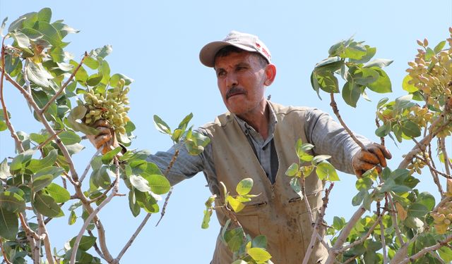 Kilis'te boz Antep fıstığı hasadı başladı