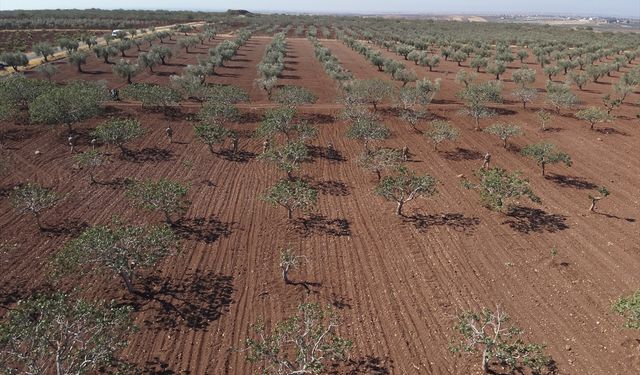 Kilis'te jandarma Antep fıstığı hırsızlığına karşı karadan ve havadan denetim yapıyor