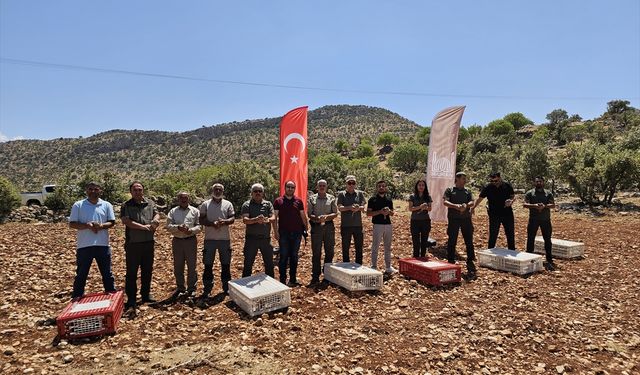 Mardin'de 300 kınalı keklik doğaya salındı