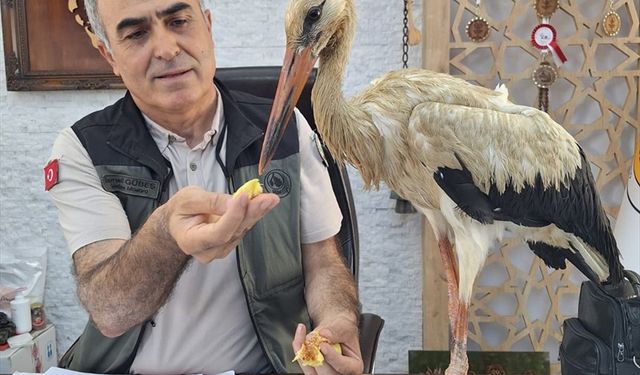 Mersin'de yangınlardan kaçtığı değerlendirilen yaralı leylek ormancılara sığındı