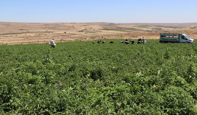 Polateli'ndeki domates ekim alanı yüzde 40 arttı