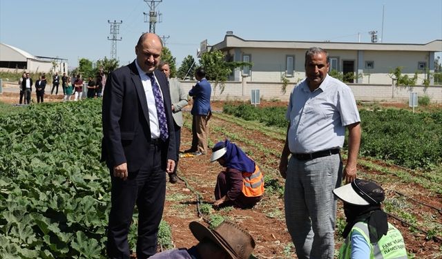 Şanlıurfa'da ata tohumları yeniden üretime kazandırılıyor
