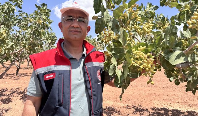Siirt'te fıstık rekoltesini belirlemek için oluşturulan komisyon çalışmalarına başladı
