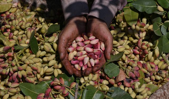 Antep fıstığının ilk hasadı davul zurna eşliğinde yapıldı