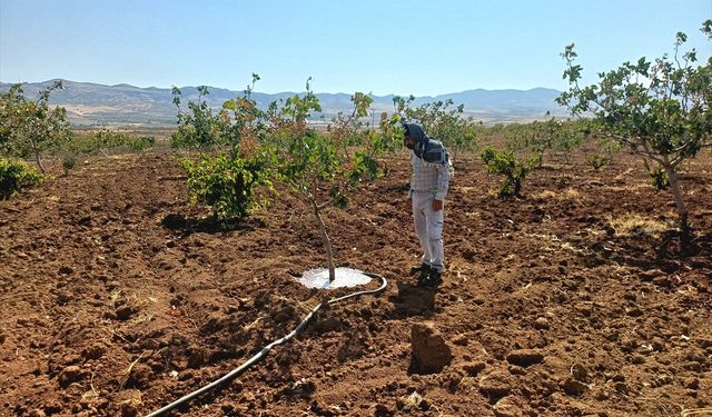 Batmanlı Fıstık Üreticileri Hasat Öncesi Sulamada