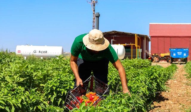 Gaziantep'te 'Ata Tohumları Kadın Çiftçilerin Elinde Yeniden Yeşeriyor Projesi' sürüyor