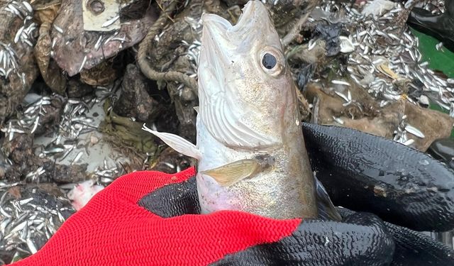 Karadeniz'de 6 ticari balık türünde mikroplastik miktarı araştırıldı