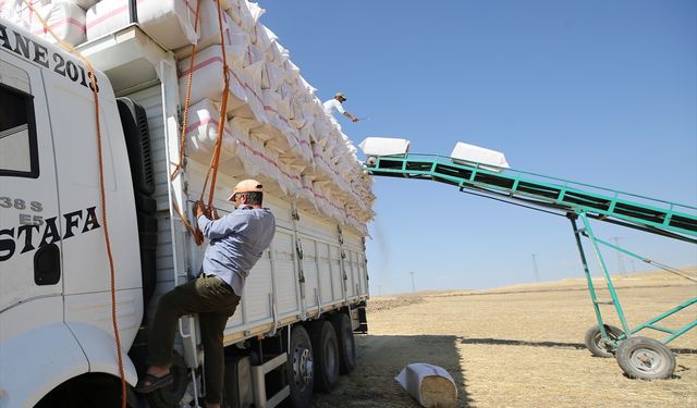 Saman işçileri sıcak hava ve toza karşı ekmek mücadelesi veriyor