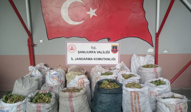 Şanlıurfa'da fıstık çaldıkları iddiasıyla 13 şüpheli yakalandı