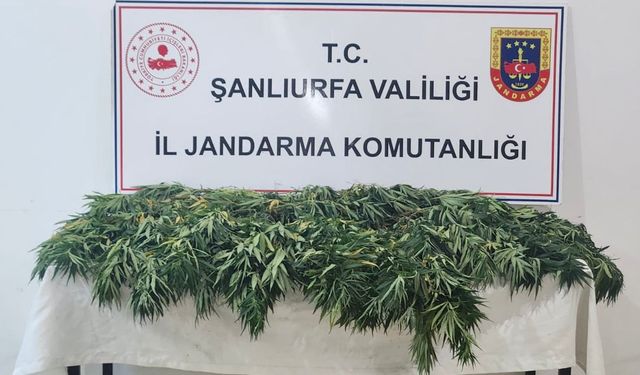 Şanlıurfa'da uyuşturucu operasyonunda 2 şüpheli yakalandı