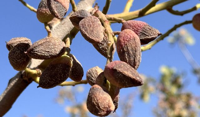 Siirt'te fıstık hasadı kuraklık ve yüksek sıcaklıklar nedeniyle erken başladı