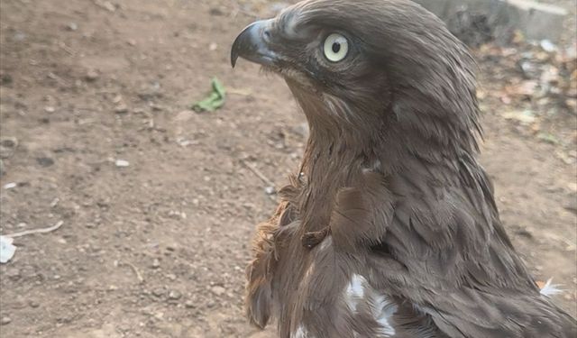 Şırnak'ta yaralı ya da bitkin halde bulunan farklı türden 4 kuş tedavi altına alındı