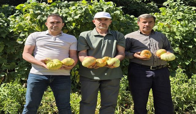 Sason’un Yüksek Yaylalarında Organik Domates Üretimi