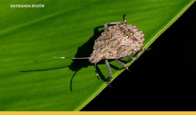 Tarımın Kabusu Kahverengi Kokarca'ya Karşı Bakanlık Harekete Geçti