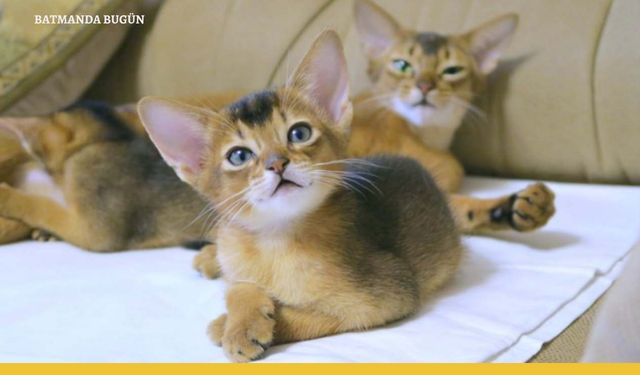 En Zeki Kedi Türü Nedir?