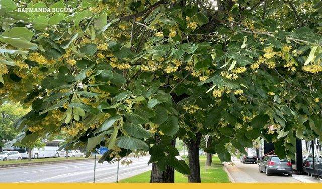 Ihlamur ağacının özellikleri nelerdir?