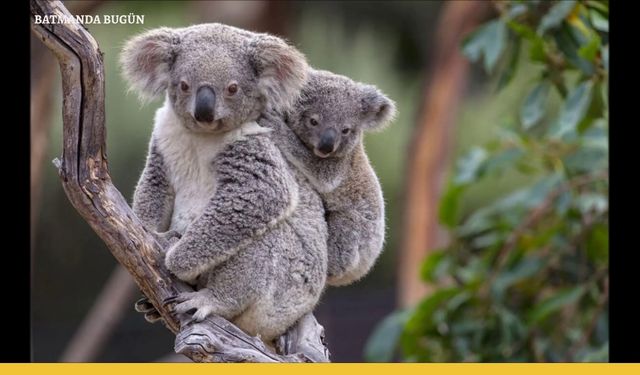 Koalaların özellikleri nelerdir?