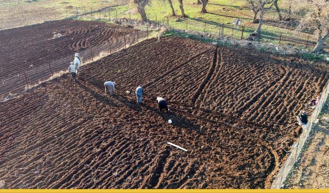 Coğrafi İşaretli Hasankeyf Mehina Sarımsağının Ekimine Başlandı