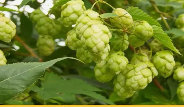 Türk Çiftçisinin Çöpe Attığı Filiz, Avrupa’da Kilosu 35 Bin TL’den Satılıyor!