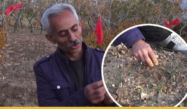 Fıstığın Yanına Dünyanın En Pahalı Baharatı Geldi: Gercüş'lü Çiftçiler Safrandan Rekor Verim Aldı