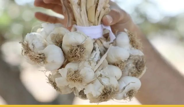 Hasankeyf'in Tescilli İncisi Toprakla Buluştu: Mehina Sarımsağında Yeni Sezon Açıldı