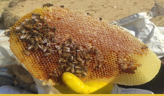 Sason Balı Dünya Ligine Hazırlanıyor: Arıcılara Organik Kovan Desteği