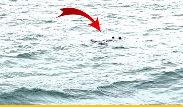 İstanbul Boğazı'nda Kaptanın Nefes Kesen Çabası: "Hey Yaşıyor Musun" Diye Seslendi Ama Yanıt Alamadı