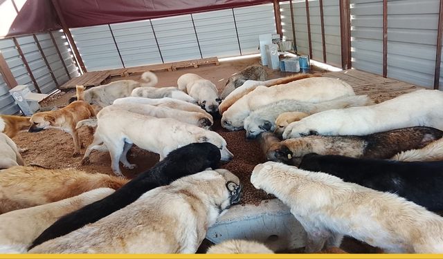 Batman’da Soğuk Havada İç Isıtan Karar: Can Dostlarının Porsiyonları Artırıldı