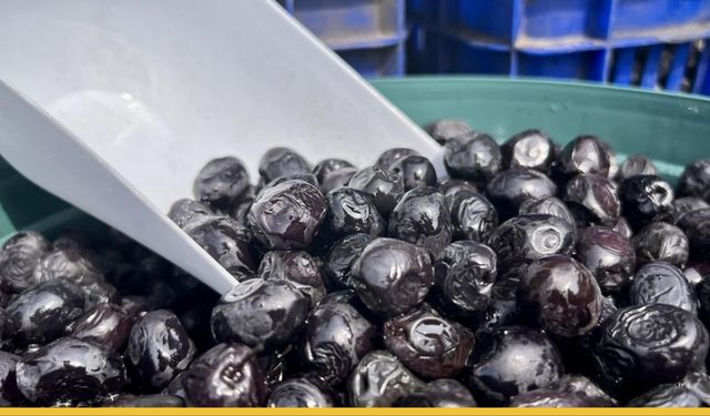 Ege’nin Zeytin Devinde Deprem: Tusem Tarım Bir Kez Daha Kurtuluş Kapısında!