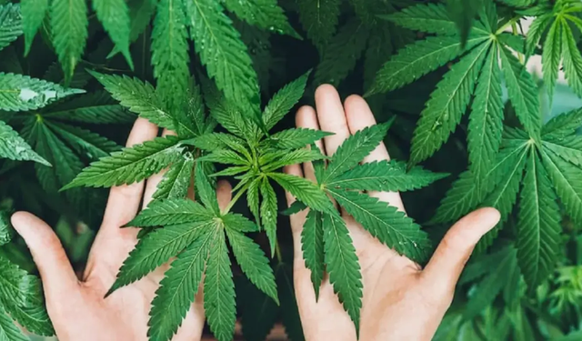 Tarlalarda Sanayi Devrimi: 21 Şehirde Kenevir Seferberliği Başladı