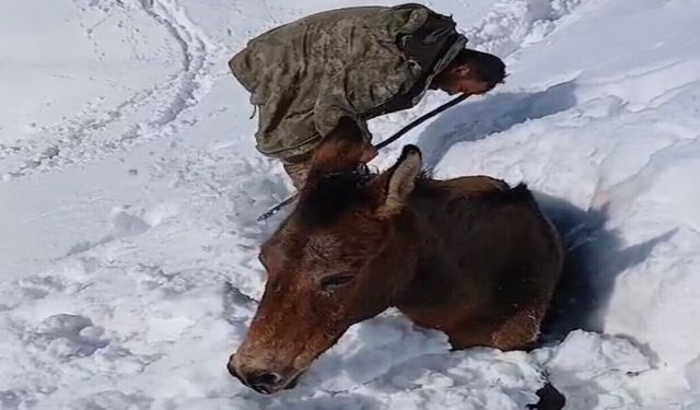 Sason’un Karlı Dağlarında Can Pazarı: Korucular 30 Katırı Donmaktan Son Anda Kurtardı