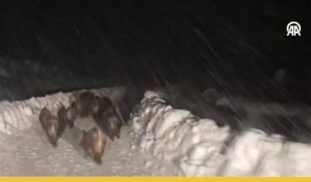 Siirt'te Yaban Domuzu Sürüsü Karlı Yolu İşgal Etti