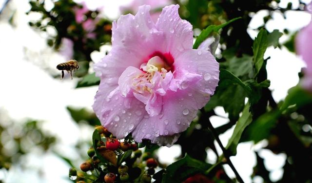 2026 İlk Cemre Ne Zaman Düşecek?