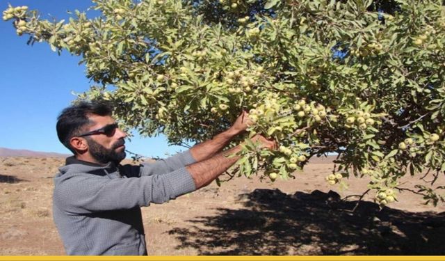 Bingöl'de En Çok Ne Yetişir?