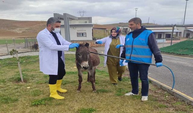 Batman’da Sokakların Ürkek Misafiri Sahipsiz Eşek Belediye Şefkatiyle Tanıştı