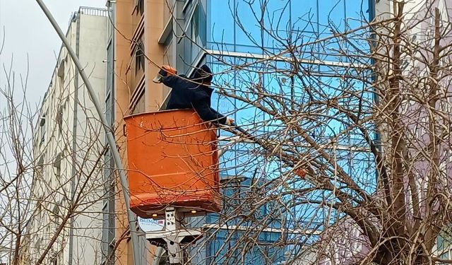 Batman'da Ağaç Budama Seferberliği Devam Ediyor