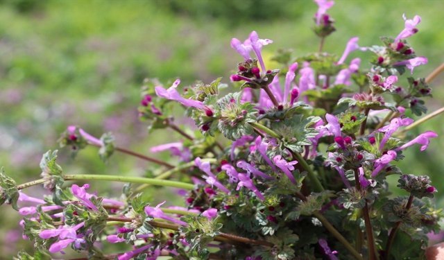 Batman'da Kır Çiçekleri Ovaları Süsledi
