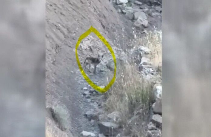 Gercüş'te Tilki Sürprizi Kamerada
