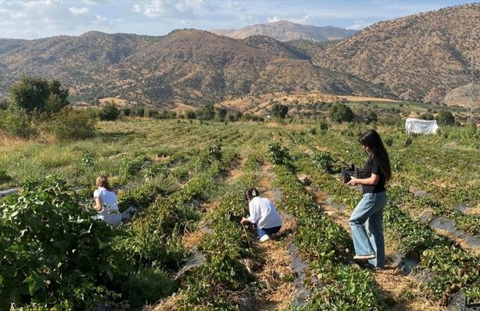 Sason’da Çocuklar Çilek Hasadına Katıldı