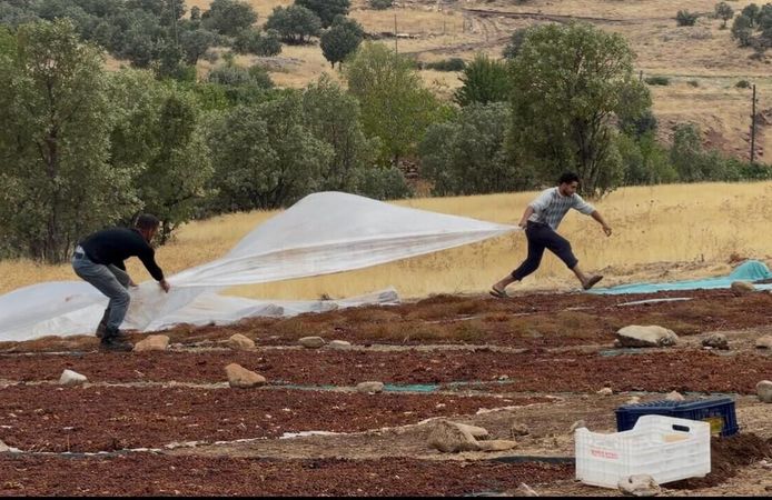 Gercüş’te Yağmur Kuru Üzümü Vurdu: Üretici Destek Bekliyor