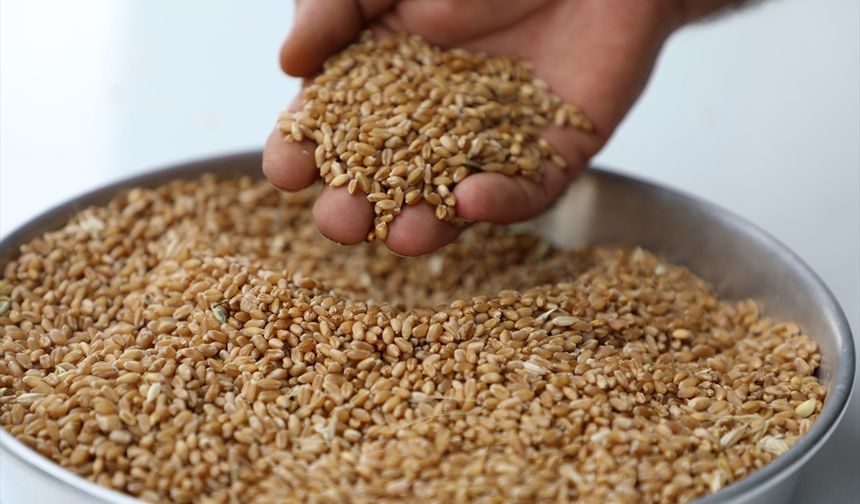 Sezonun ilk hasat edilen buğdayı Gaziantep Ticaret Borsasında işlem gördü
