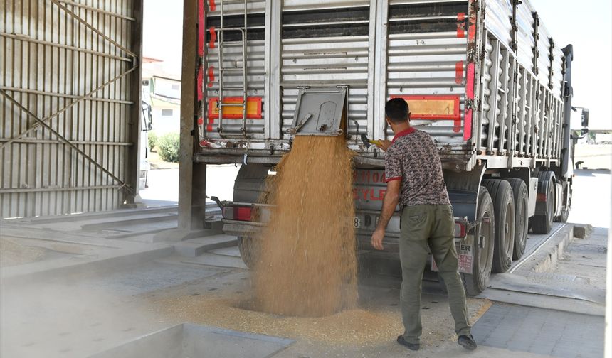 Şanlıurfa'da bu sezon 2 milyon 200 bin ton buğday yetiştirildi