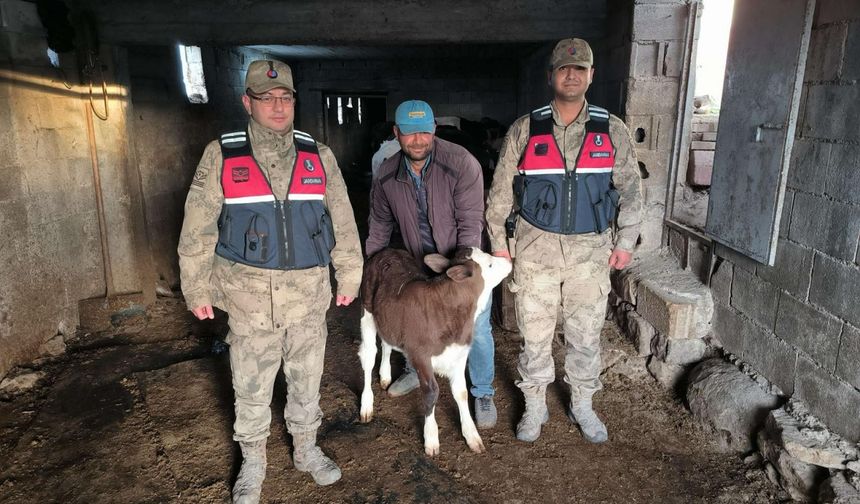 Kilis'te kaybolan buzağı jandarma tarafından bulundu